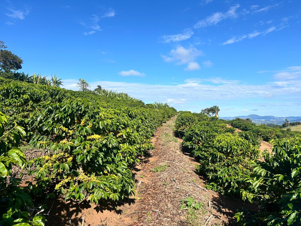 Coffee farm landscape